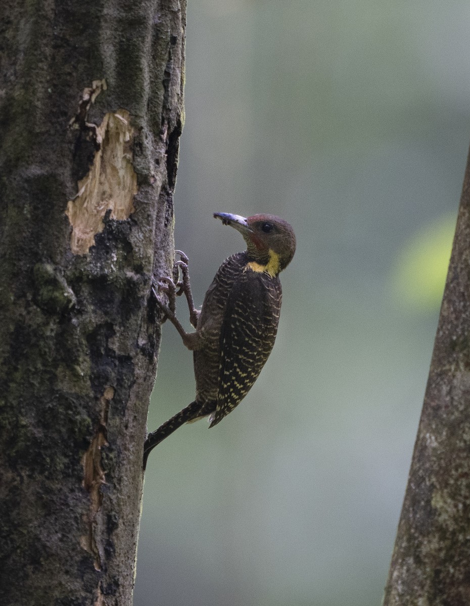 Pito Tukki - ML647494660