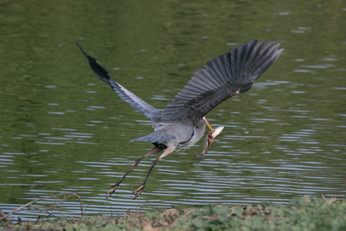 Garza Azulada - ML647494661