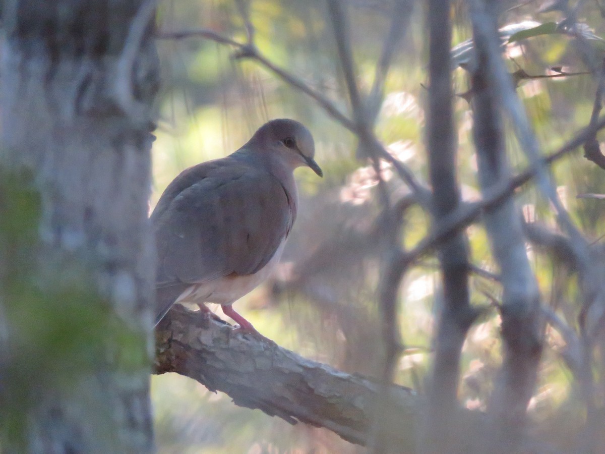 Paloma Montaraz Común - ML647494662