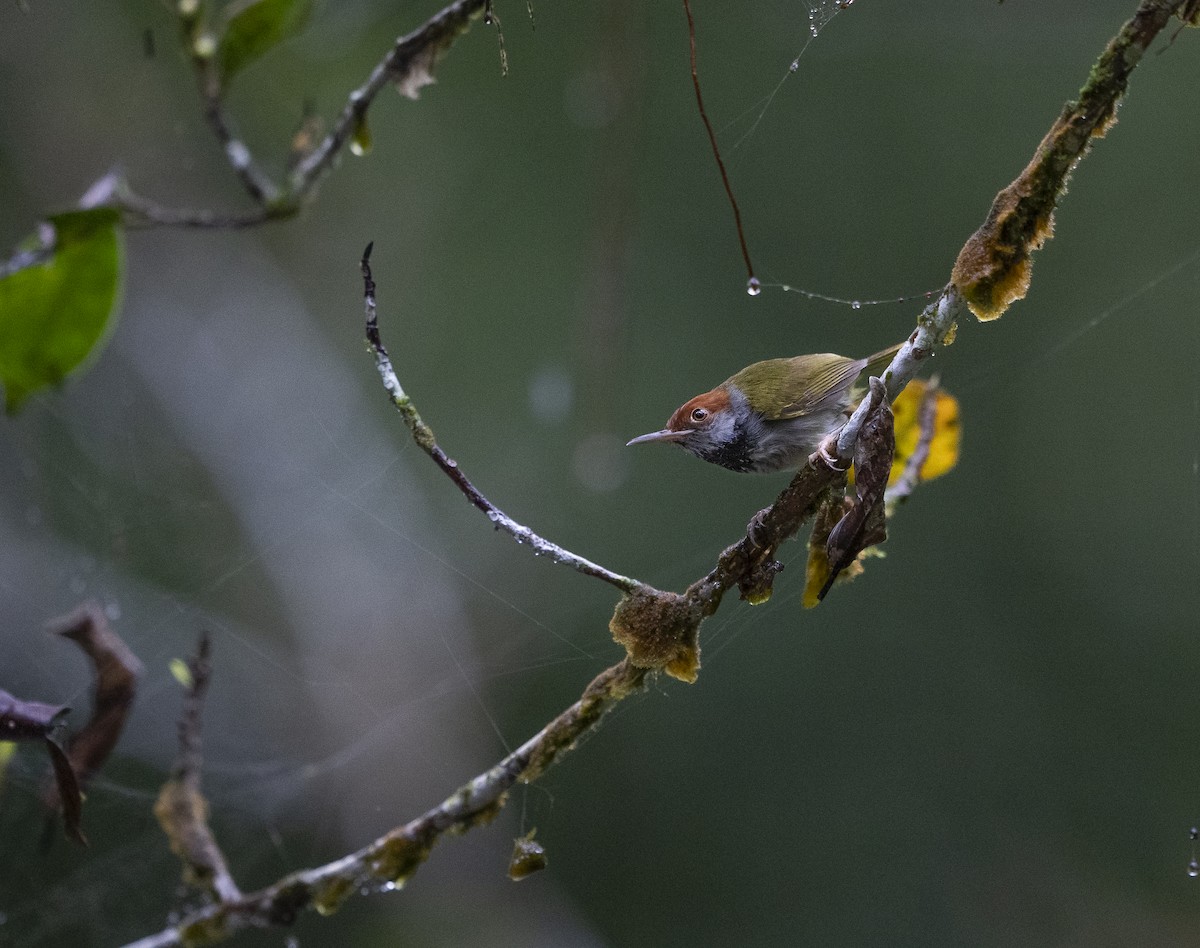 Sastrecillo Cuellinegro - ML647494663