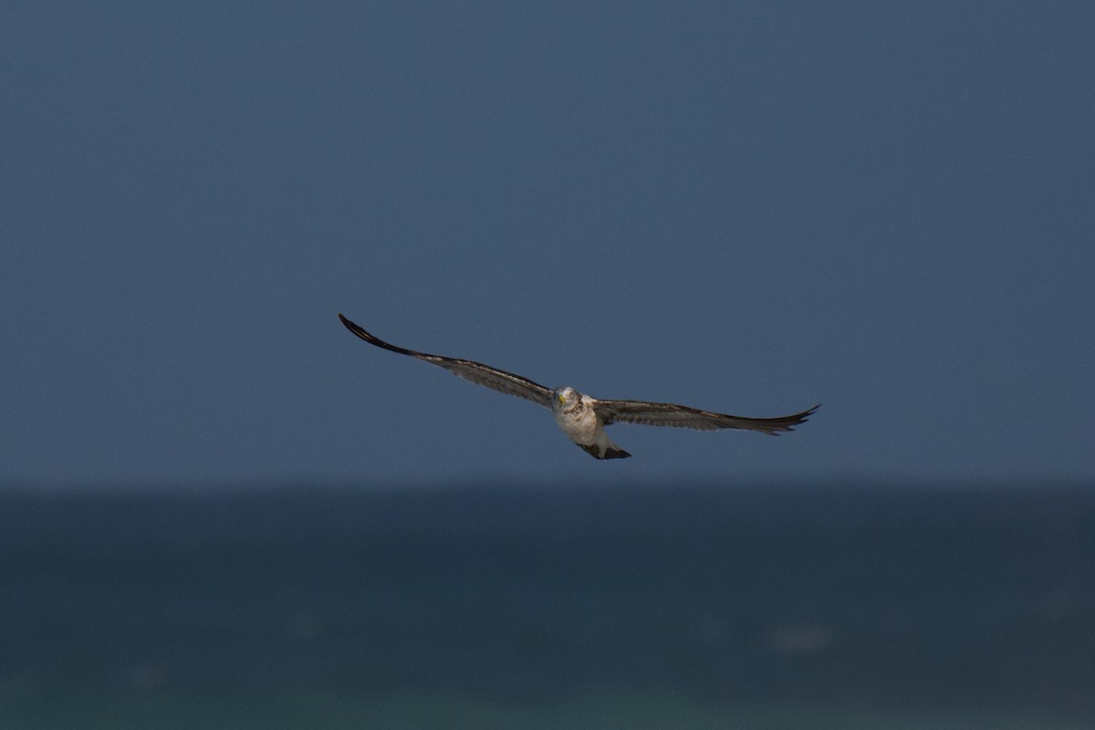 Pacific Gull - ML647494664