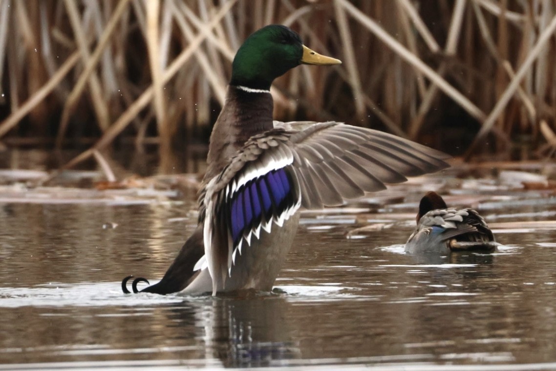 Ánade Azulón - ML647494665