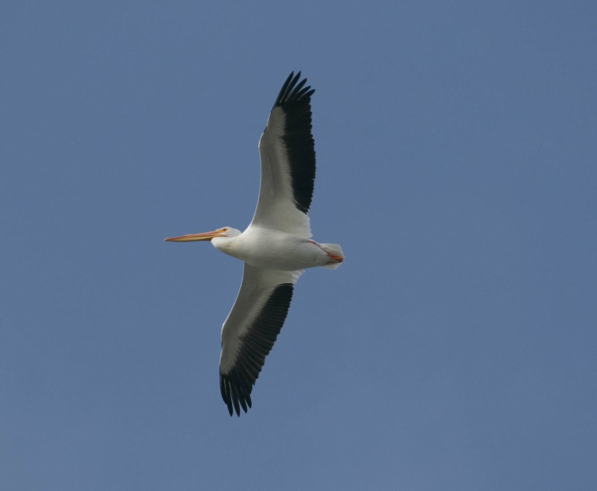 Pelícano Norteamericano - ML647494667