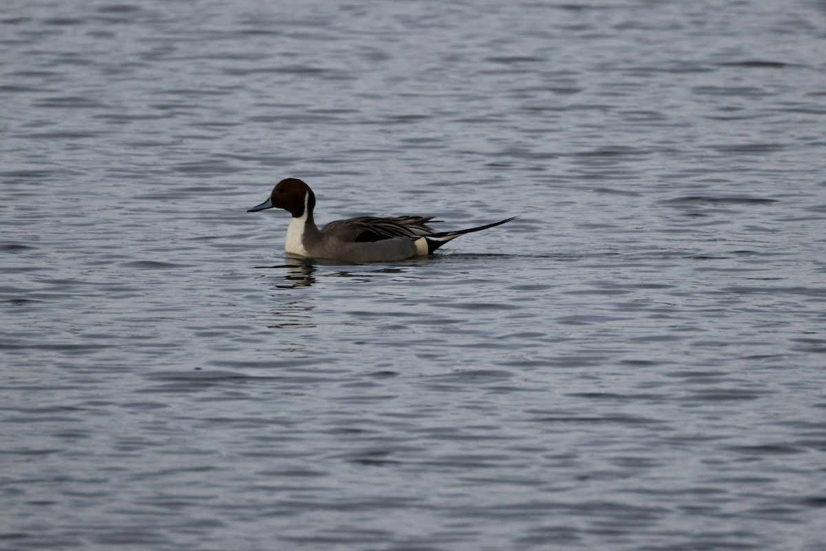 Ánade Rabudo - ML647494668