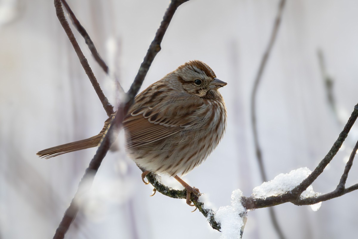 Song Sparrow - ML647494678