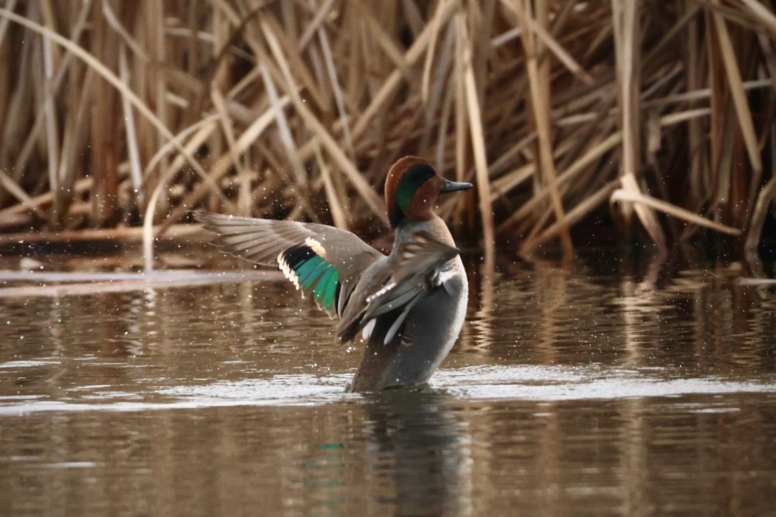 Green-winged Teal - ML647494679