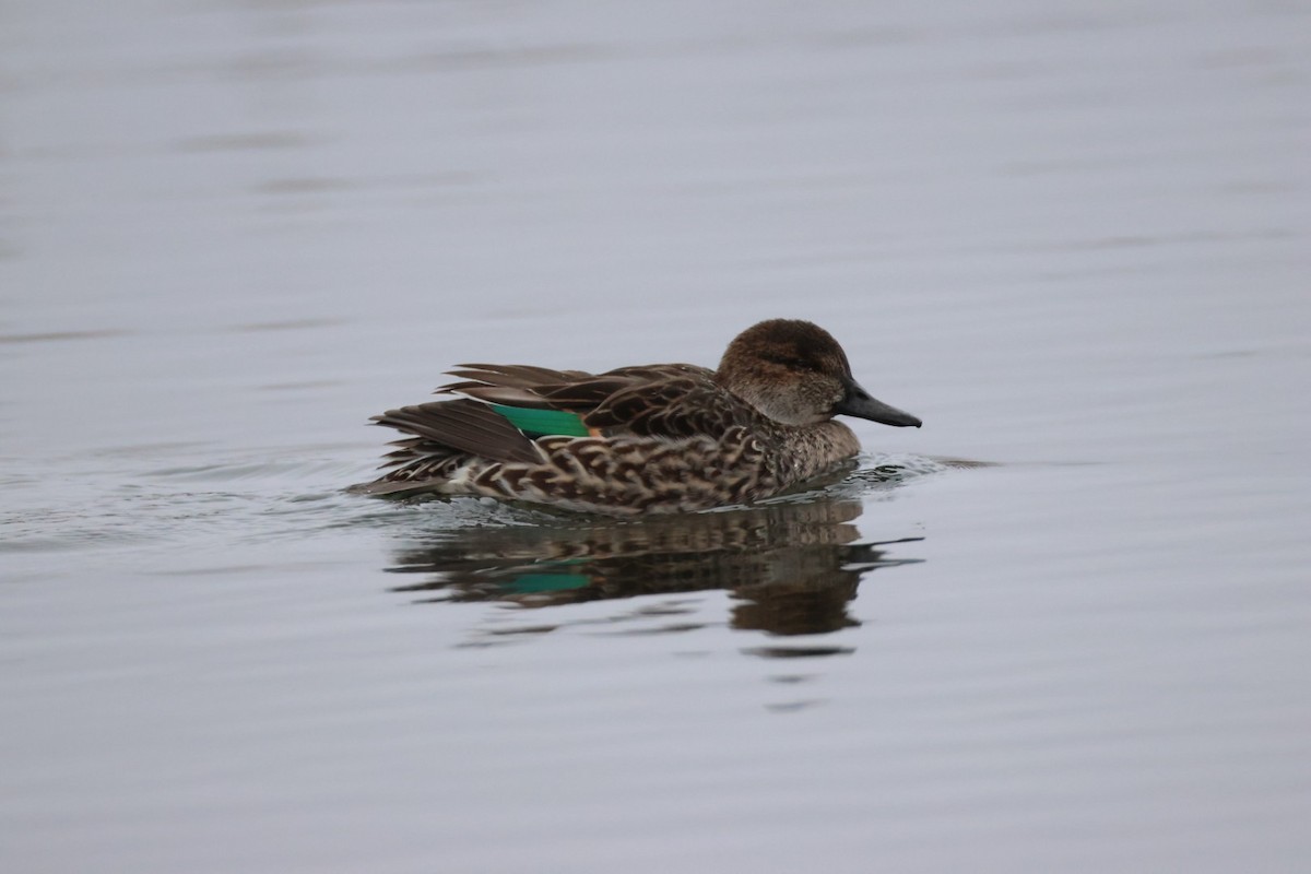 Green-winged Teal - ML647494680