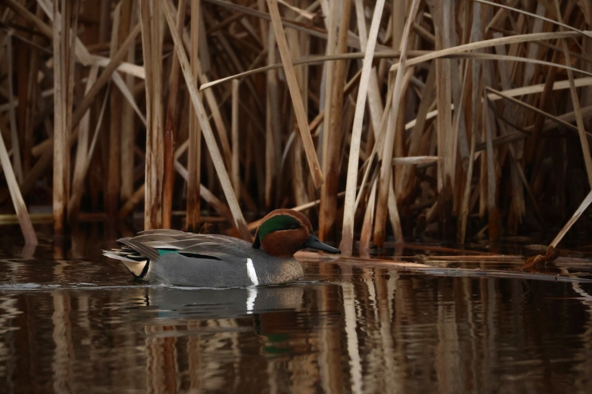 Green-winged Teal - ML647494681
