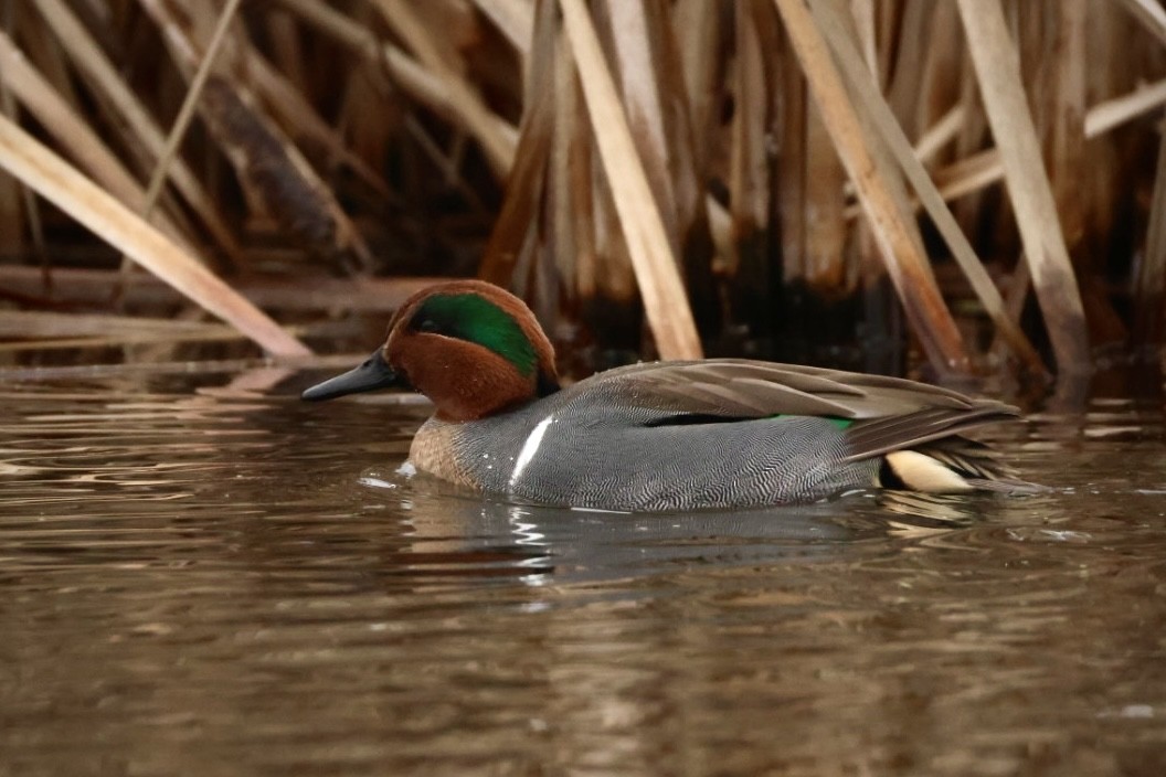 Green-winged Teal - ML647494682