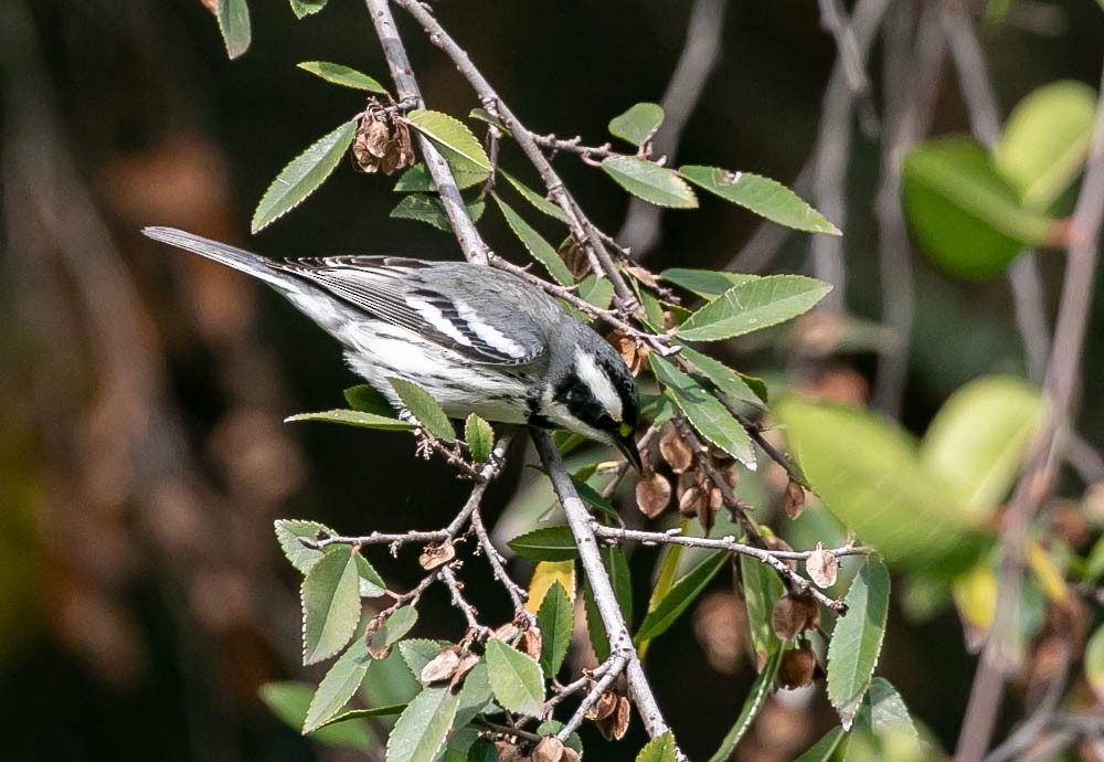 Black-throated Gray Warbler - ML647494683