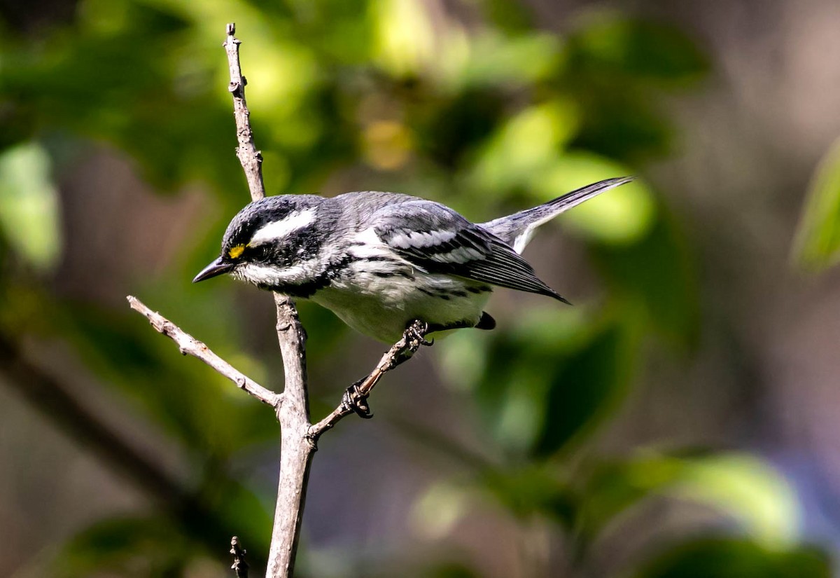 Black-throated Gray Warbler - ML647494684