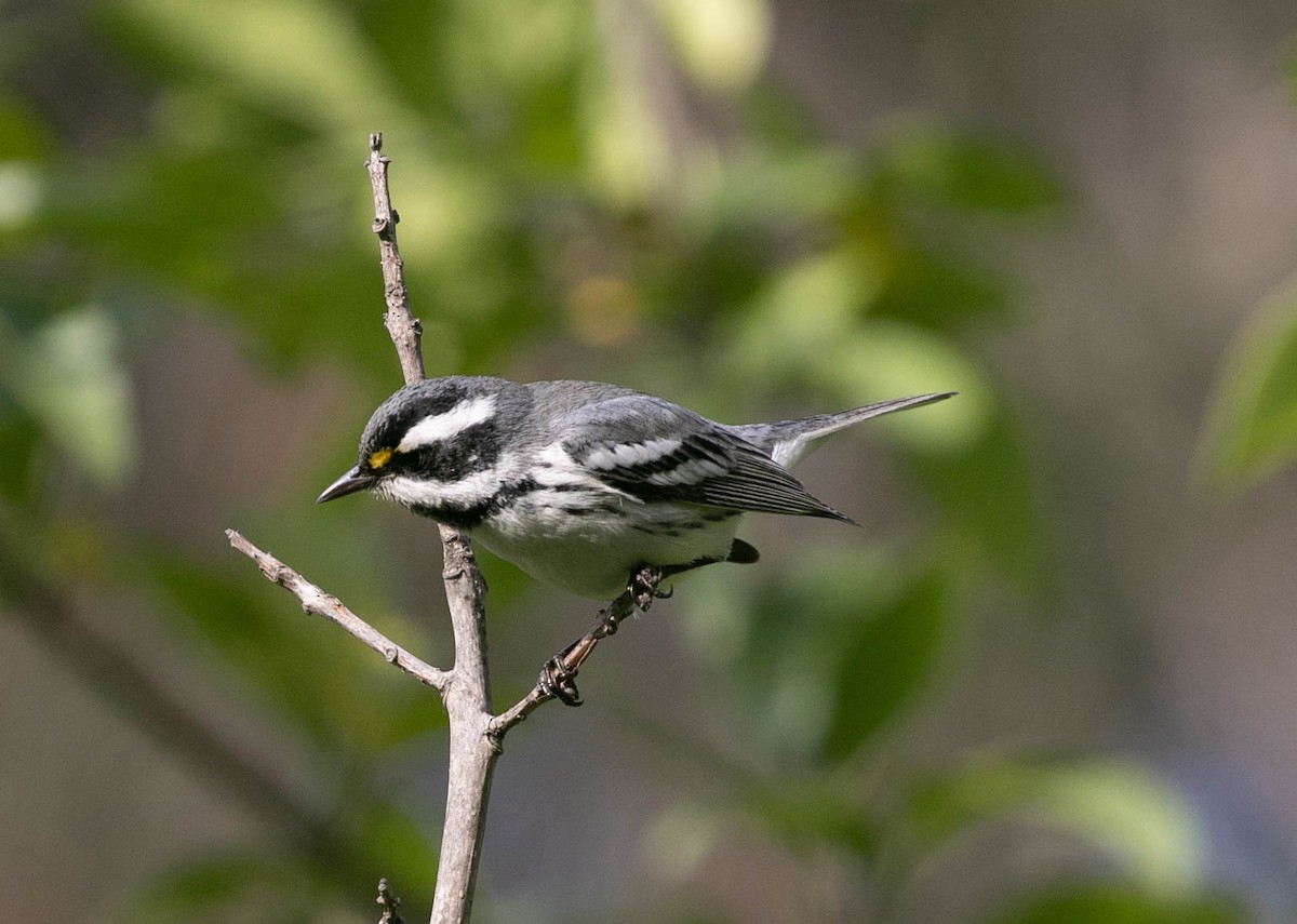 Black-throated Gray Warbler - ML647494685