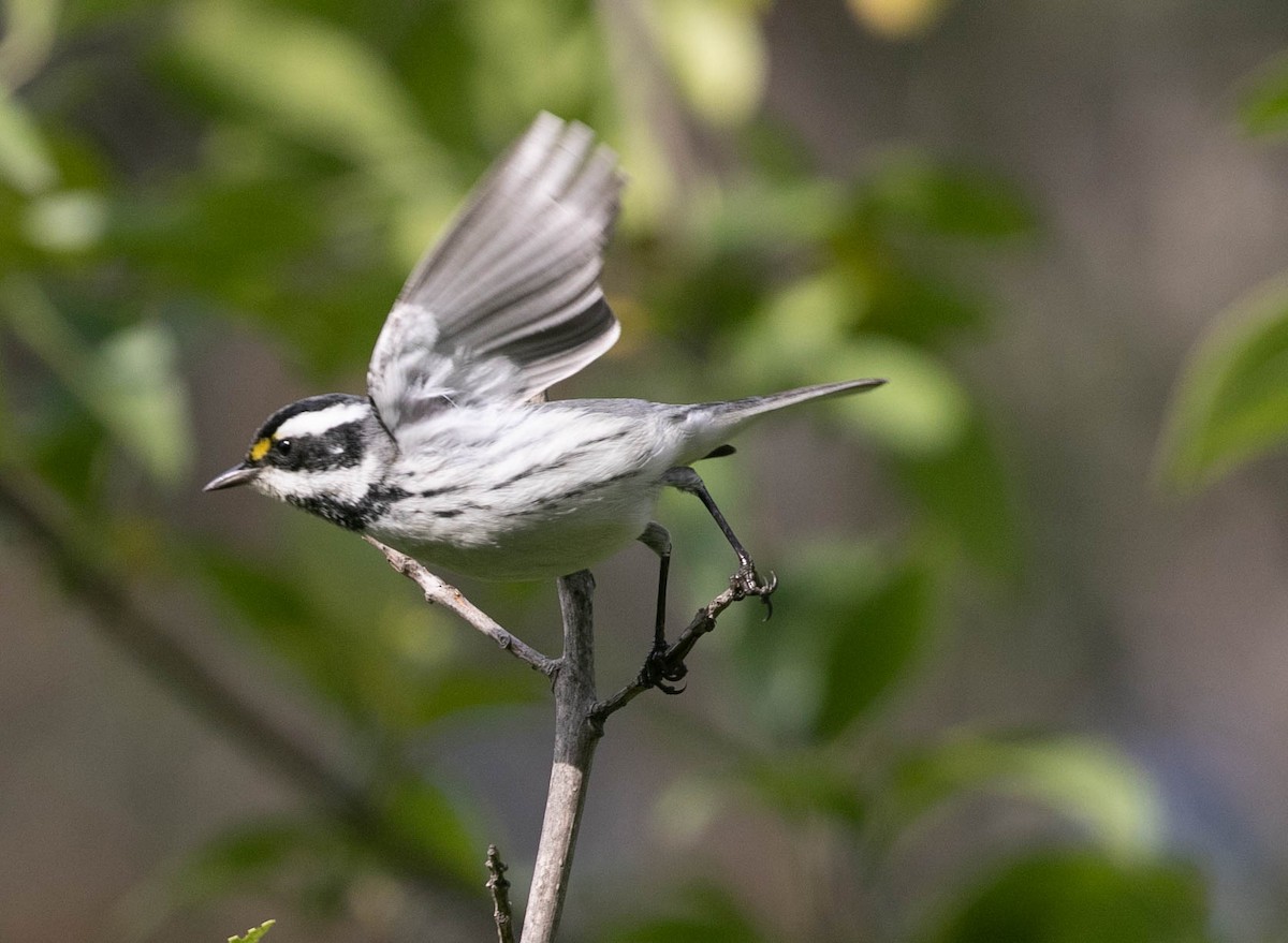 Black-throated Gray Warbler - ML647494686