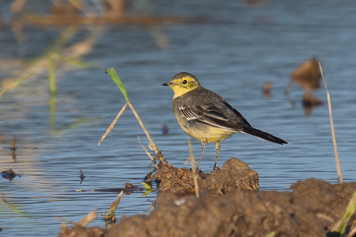Citrine Wagtail - ML647494687