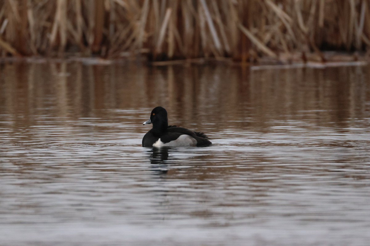 Ring-necked Duck - ML647494689