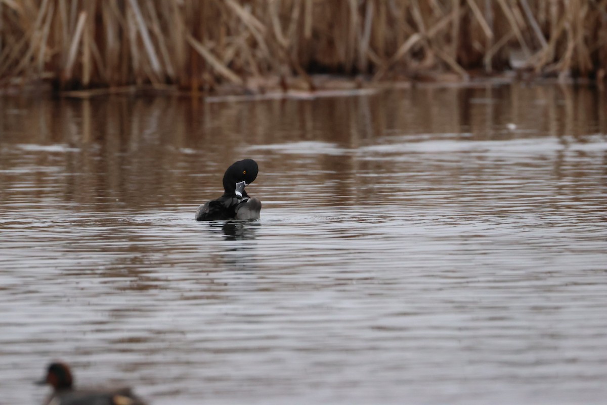 Ring-necked Duck - ML647494690