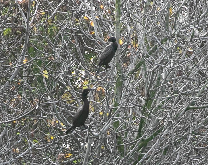 Neotropic Cormorant - ML647494691
