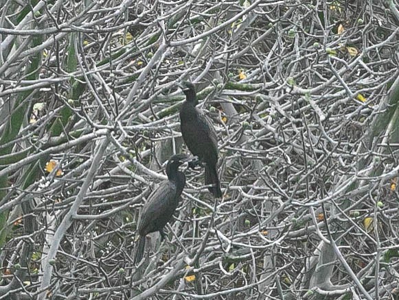 Neotropic Cormorant - ML647494692