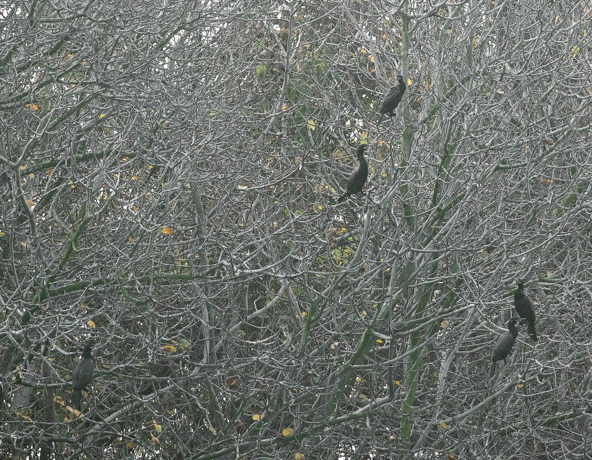 Neotropic Cormorant - ML647494693