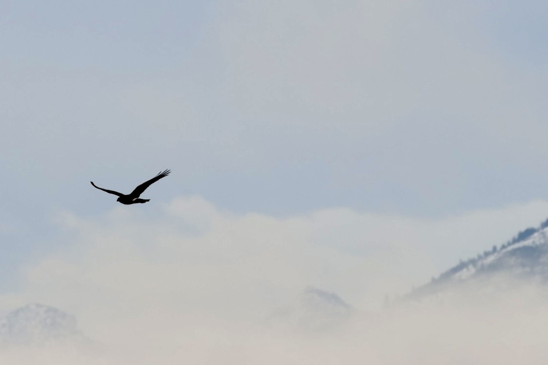 Northern Harrier - ML647494694