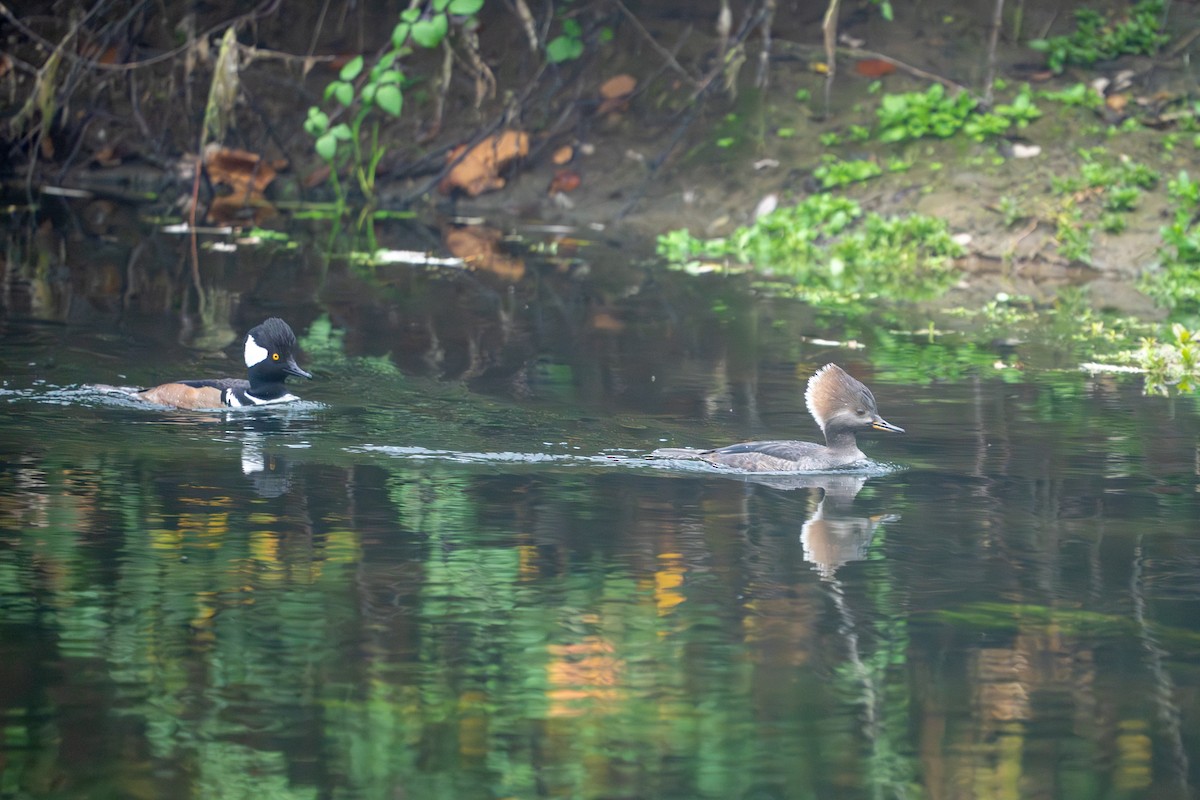 Hooded Merganser - ML647494695