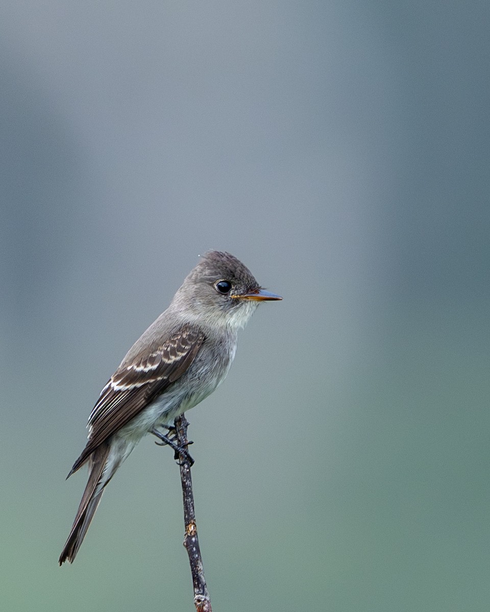Eastern Wood-Pewee - ML647494696