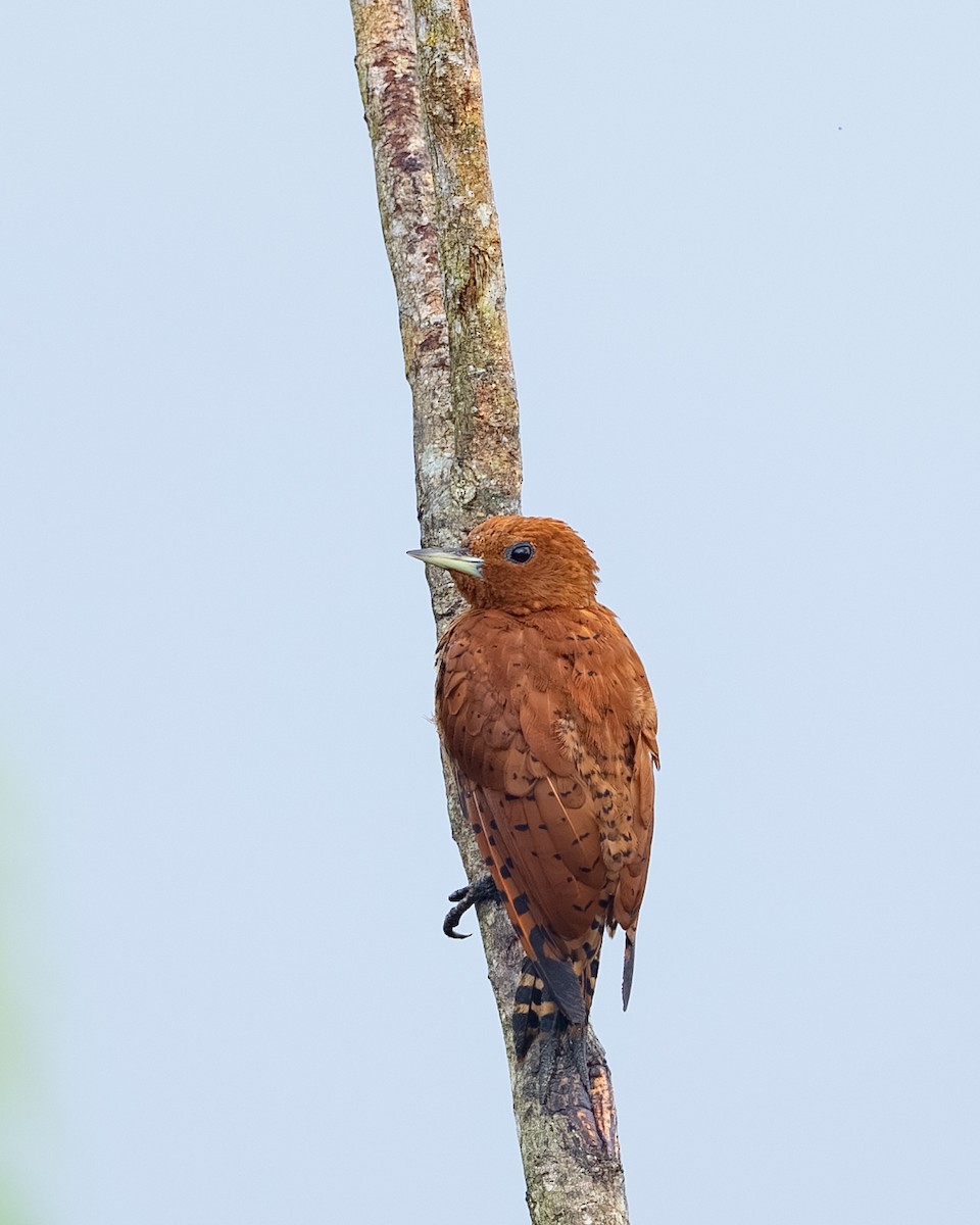 Cinnamon Woodpecker - ML647494700