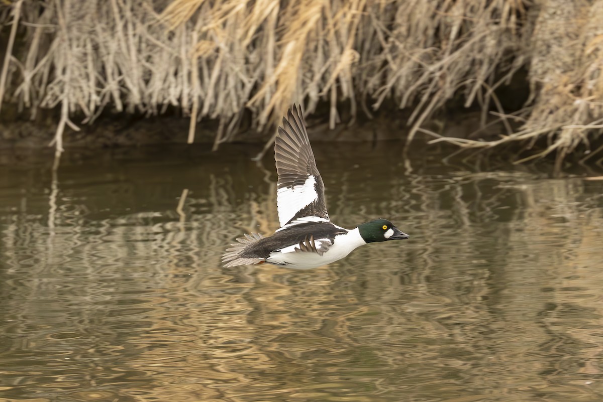 Common Goldeneye - ML647494702