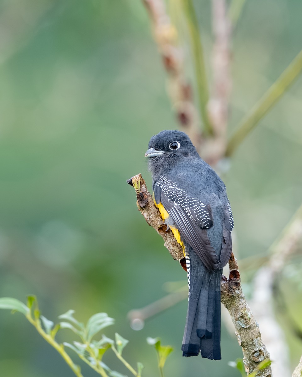 Gartered Violaceous Trogon - ML647494705