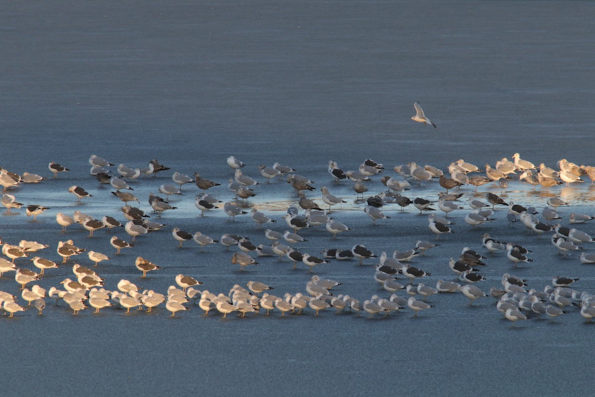 Lesser Black-backed Gull - ML647494706