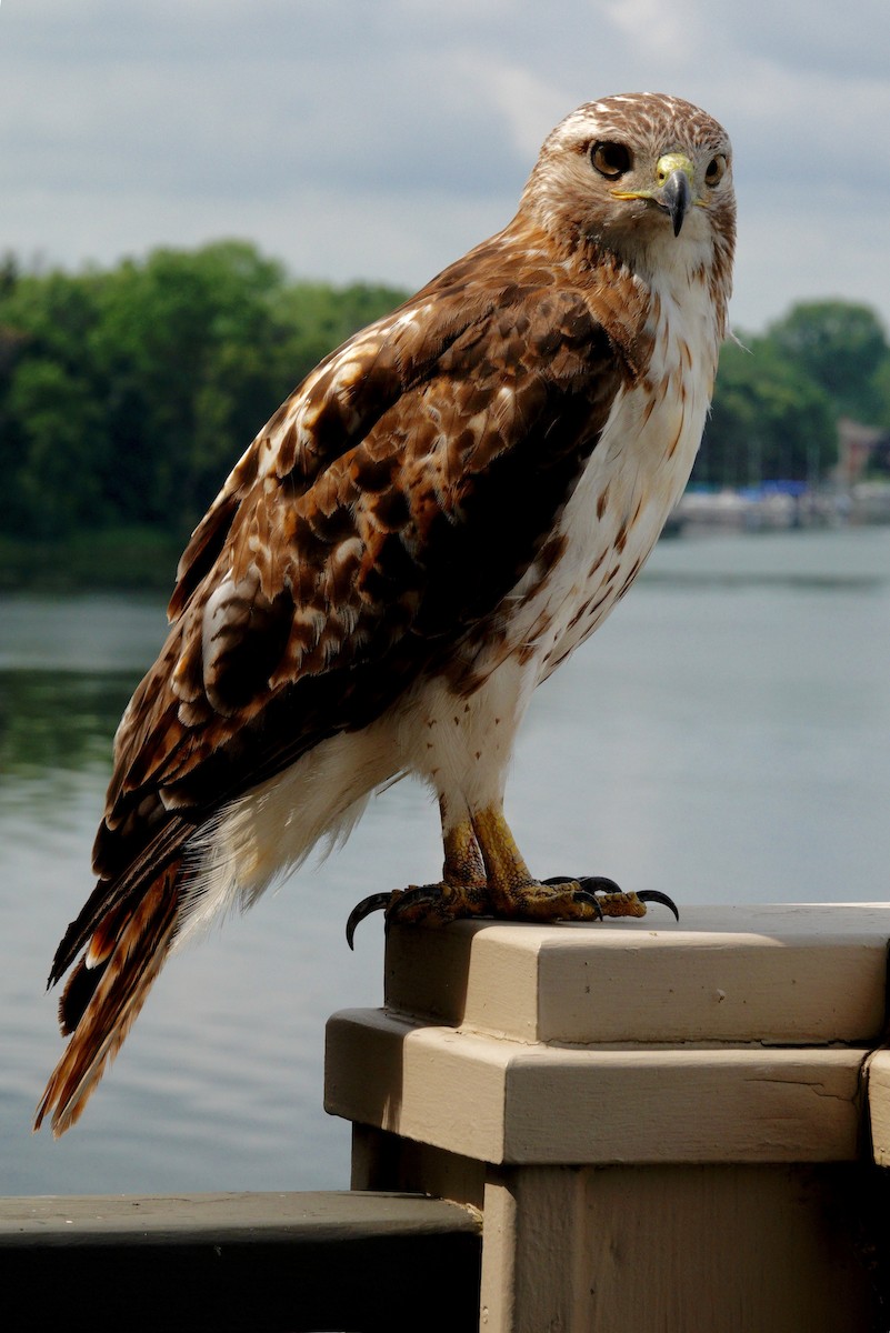 Red-tailed Hawk - ML647494707