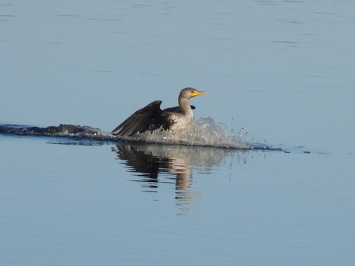 Double-crested Cormorant - ML647494708
