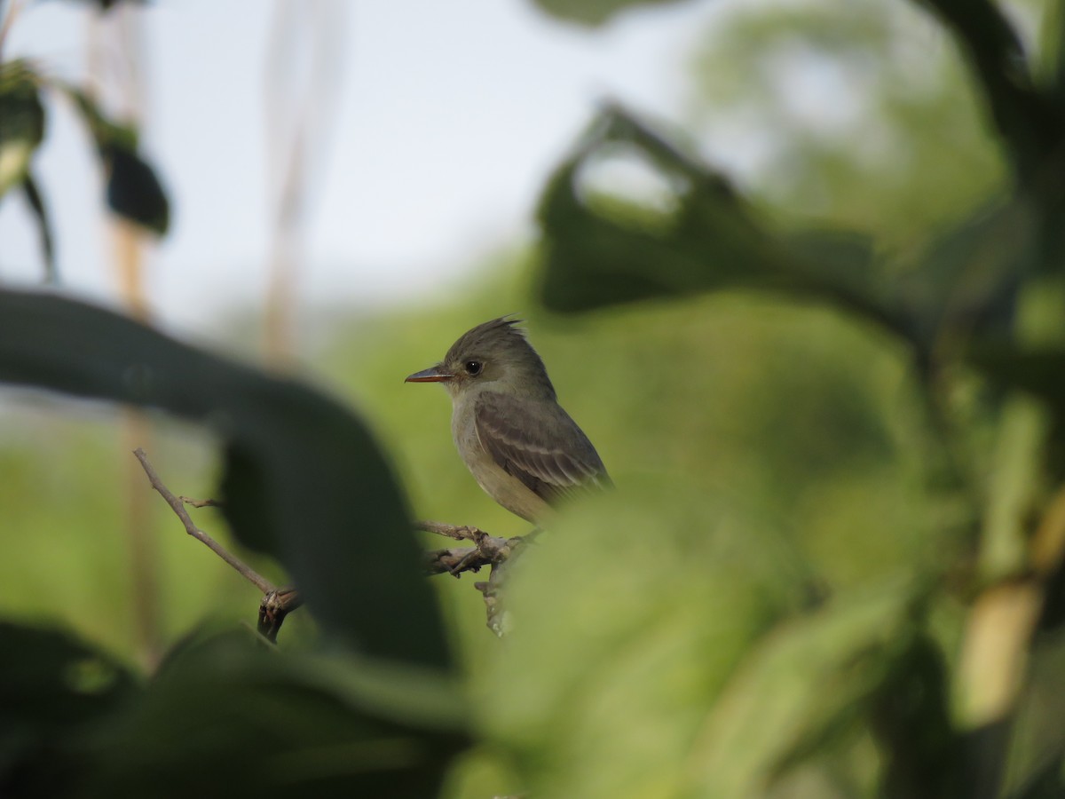 Greater Pewee - ML647494709