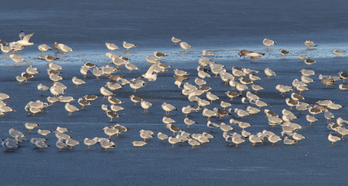 Ring-billed Gull - ML647494710