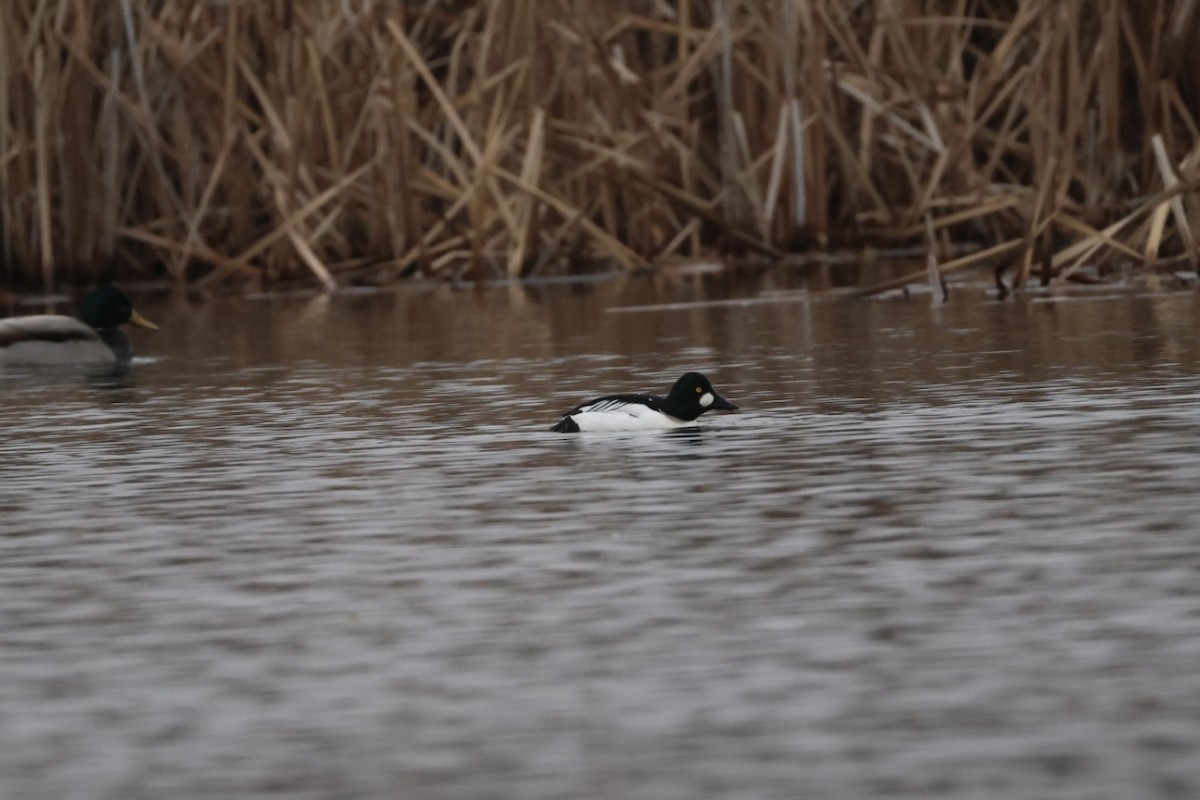Common Goldeneye - ML647494711