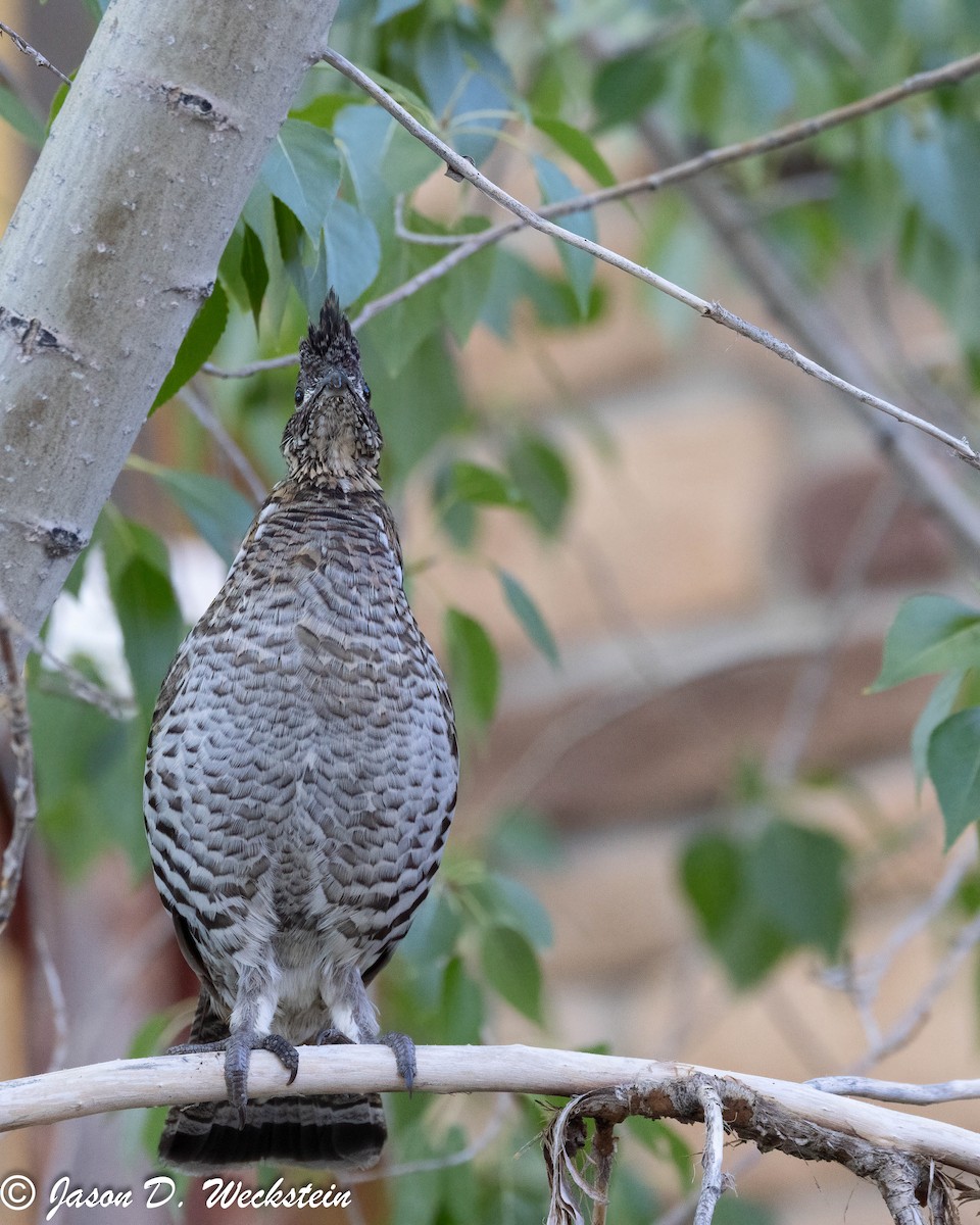 jeřábek kanadský - ML647494720