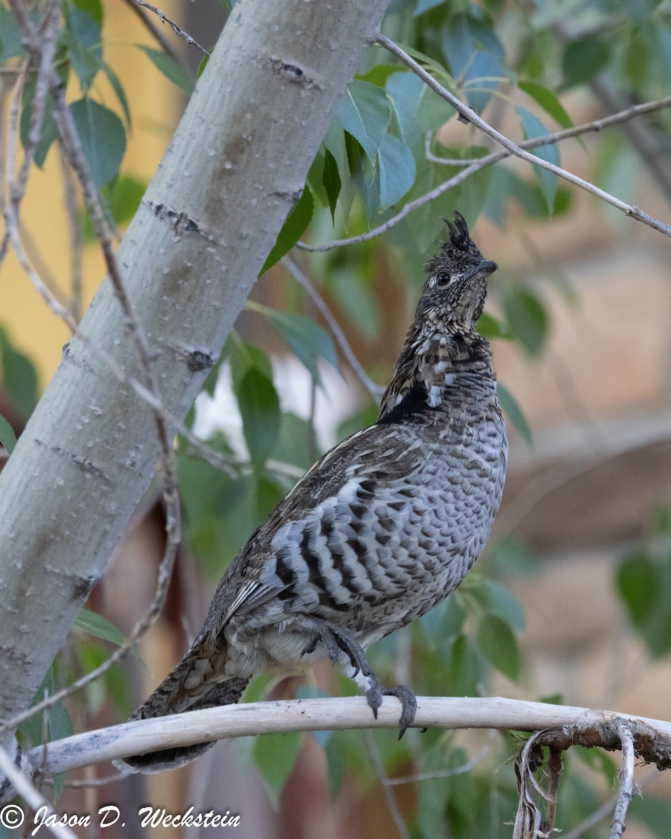 jeřábek kanadský - ML647494721