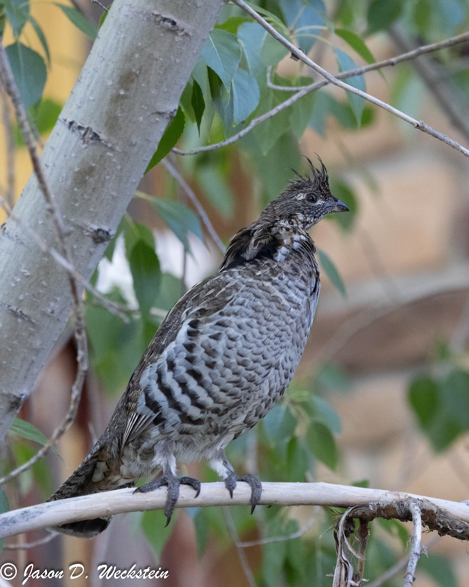 jeřábek kanadský - ML647494722