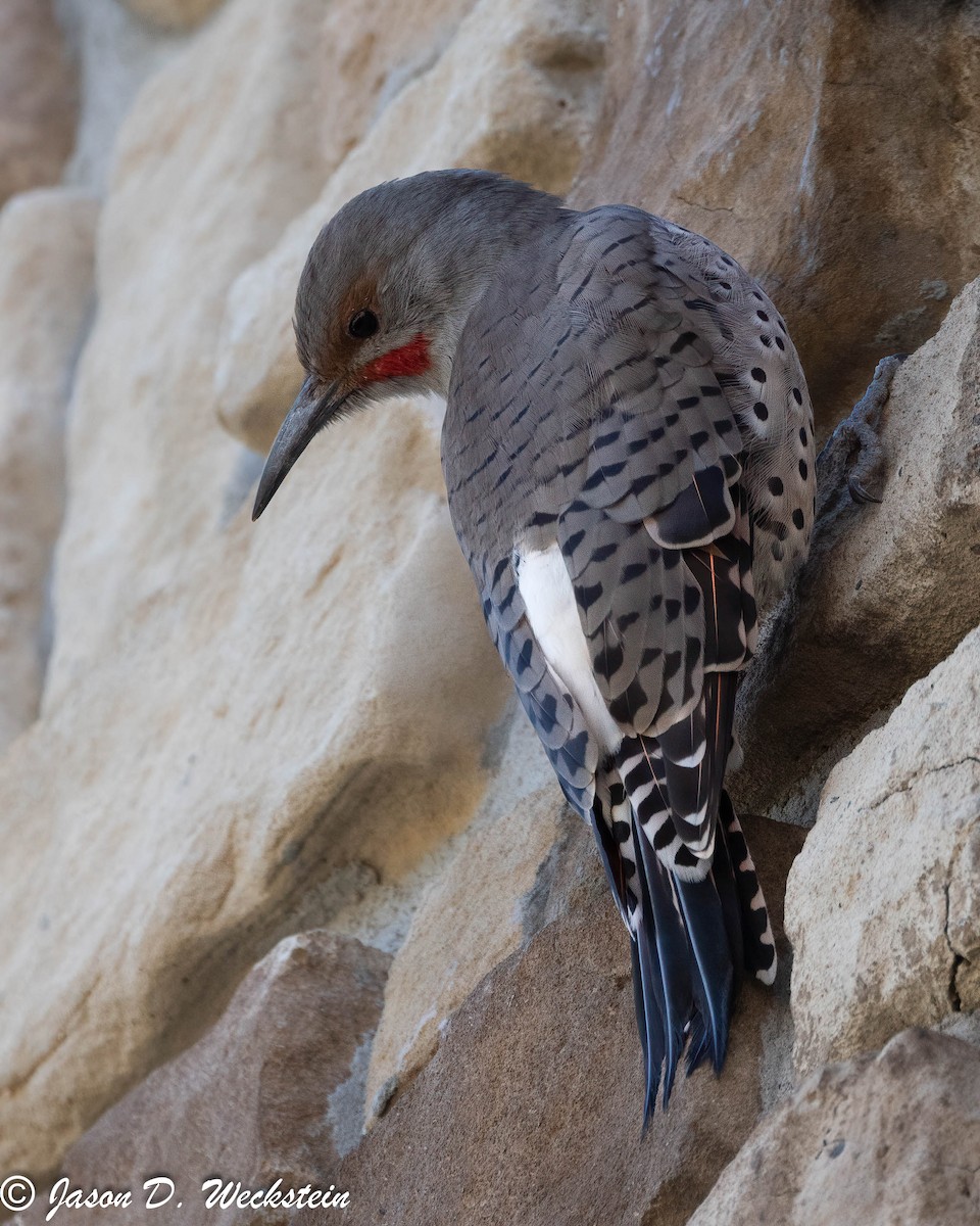 Northern Flicker (Red-shafted) - ML647494724