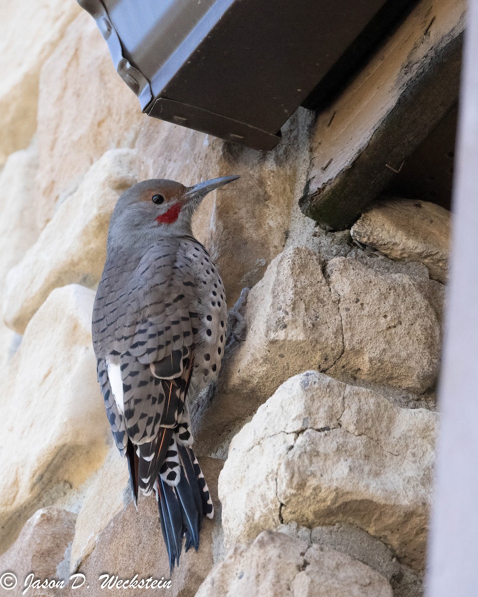 Northern Flicker (Red-shafted) - ML647494725