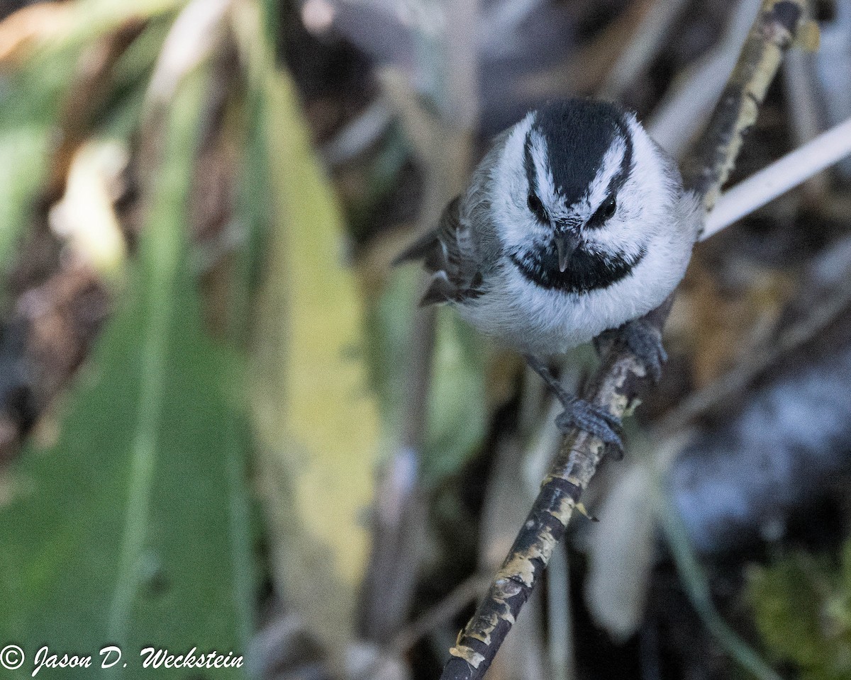 Mountain Chickadee - ML647494730