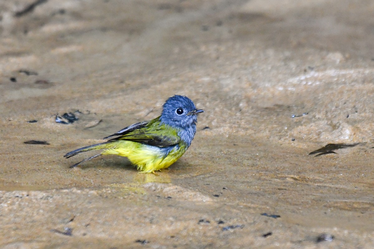 Gray-headed Canary-Flycatcher - ML647494735