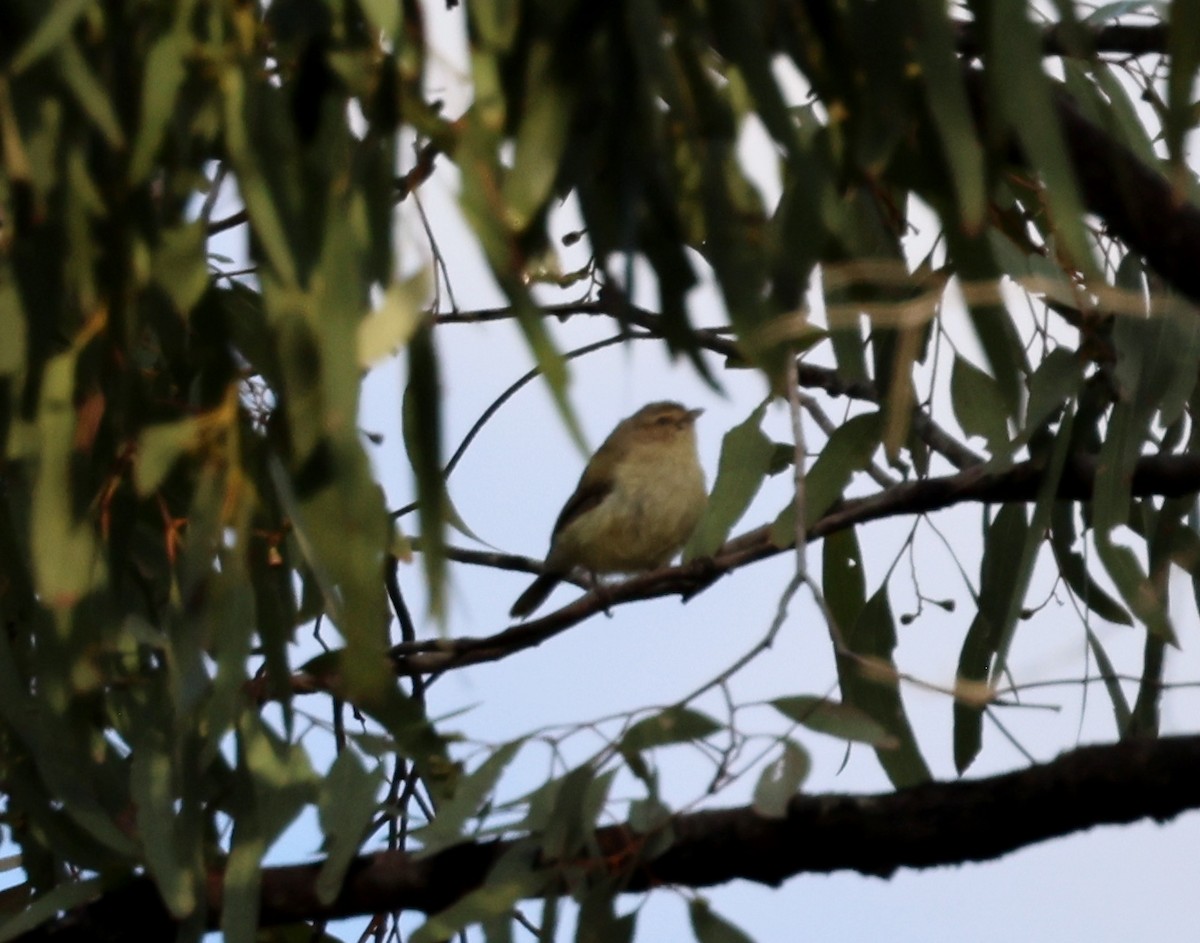 stumpnebb - ML647494737