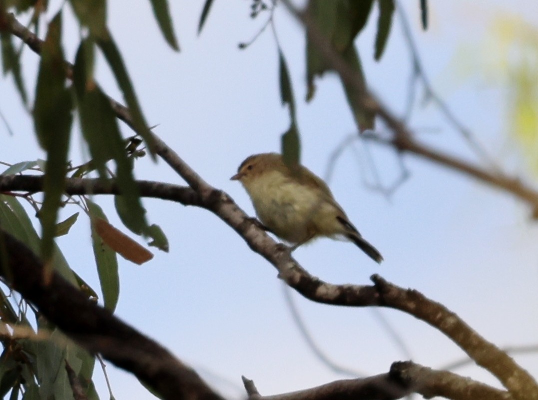 stumpnebb - ML647494738