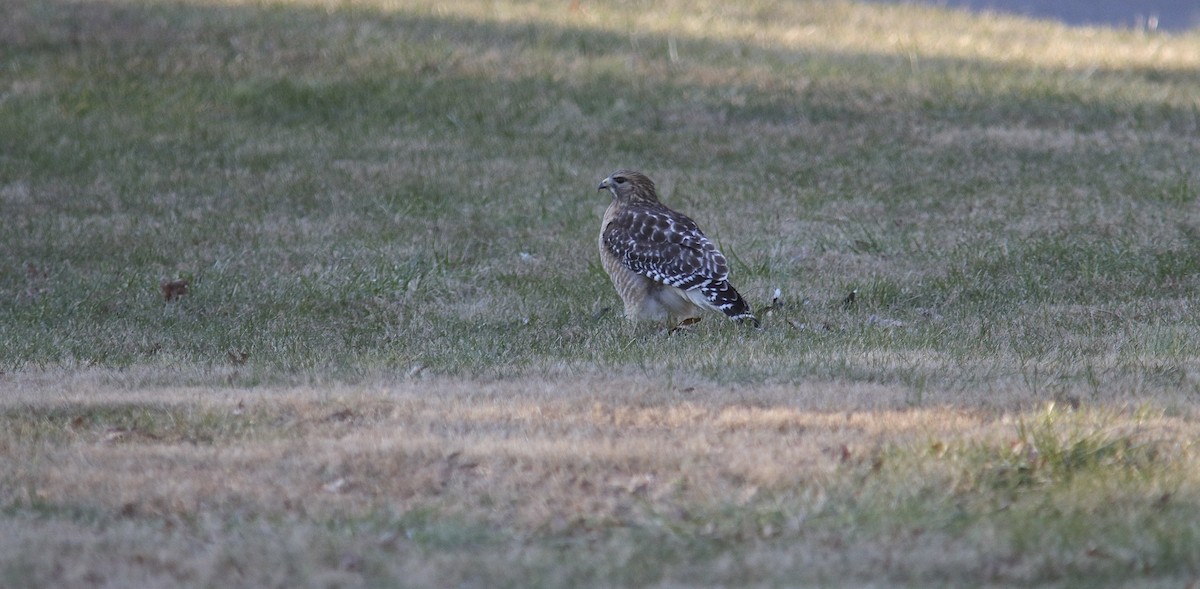 káně páskovaná - ML647494739