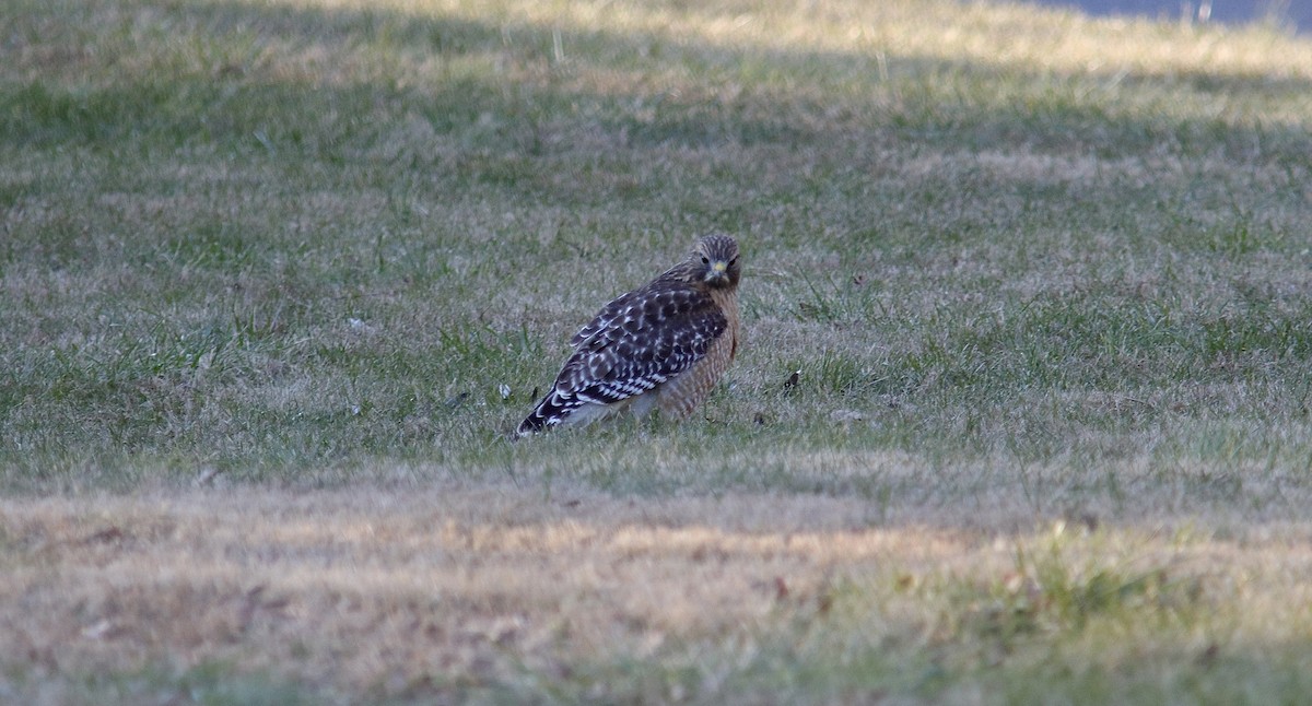 káně páskovaná - ML647494740