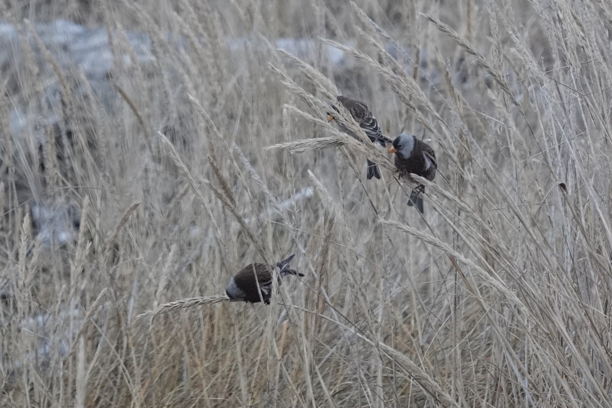 Gray-crowned Rosy-Finch - ML647494742