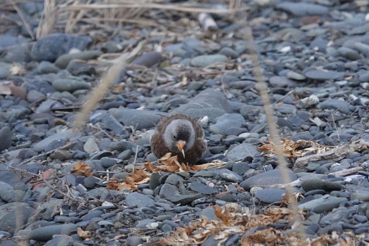 Gray-crowned Rosy-Finch - ML647494743