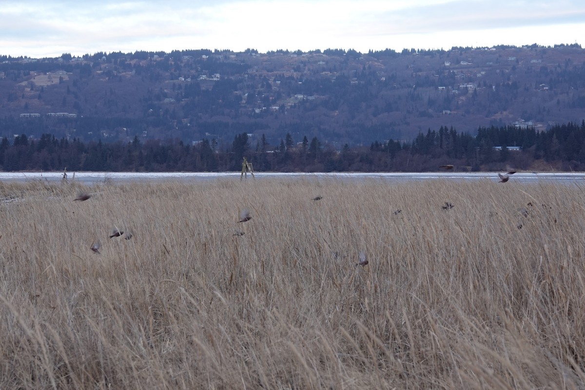 Gray-crowned Rosy-Finch - ML647494744