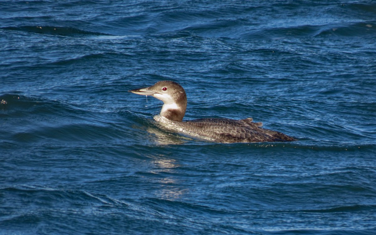 Common Loon - ML647494763